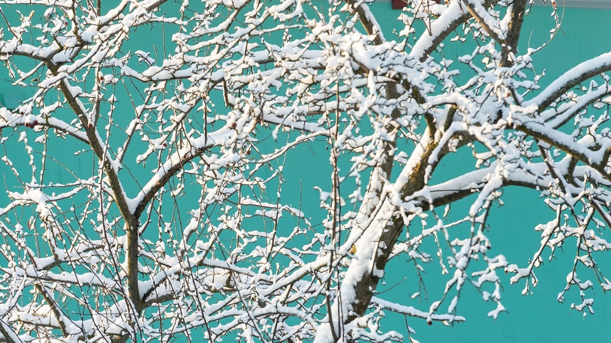 Tree branches covered in snow.