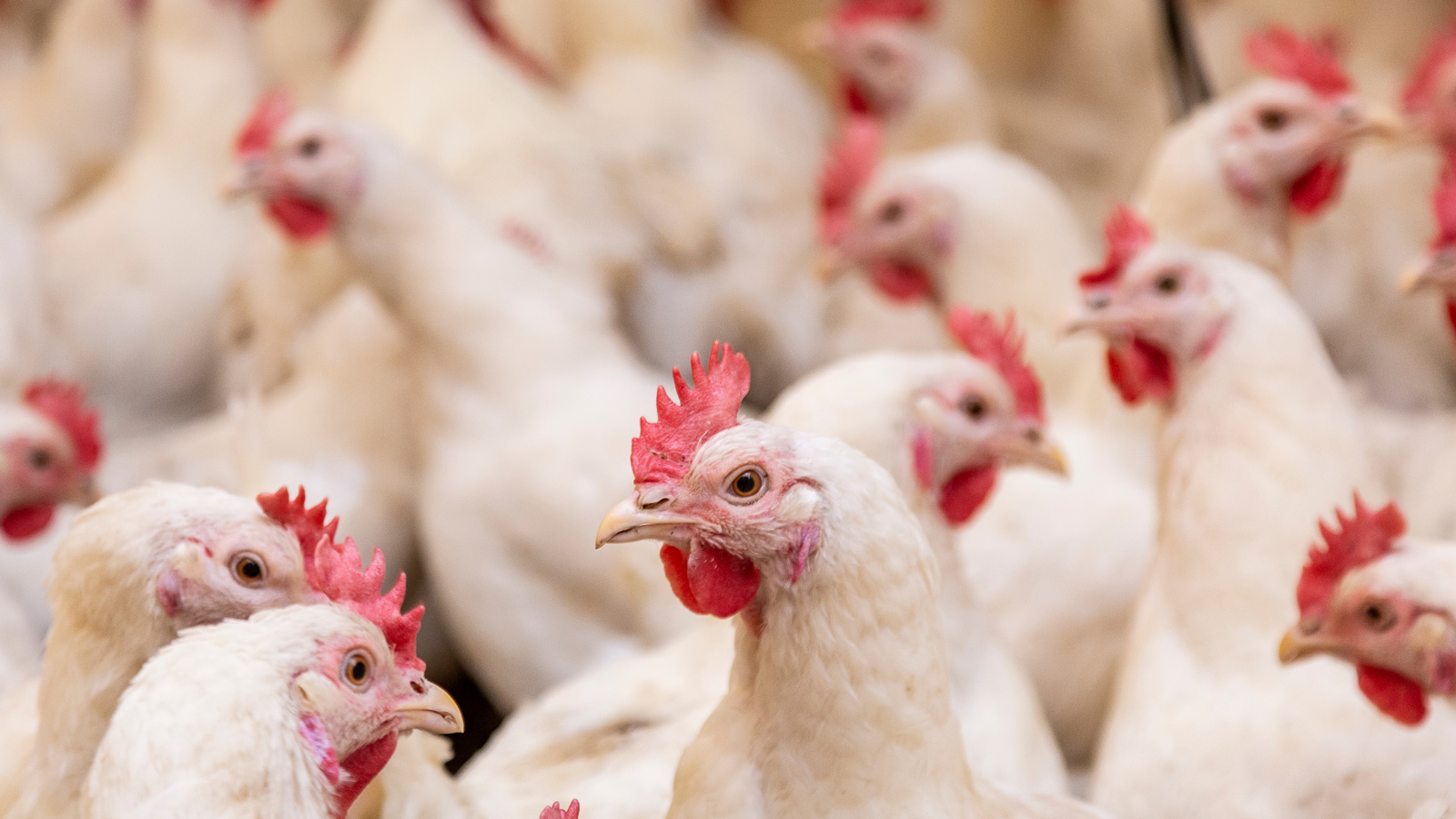 A group of chickens.