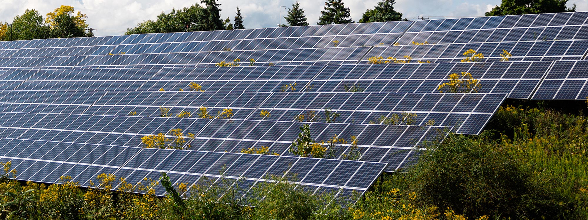 Rows of solar panels at the North Campus Research Complex are surrounded by yellow wildflowers.