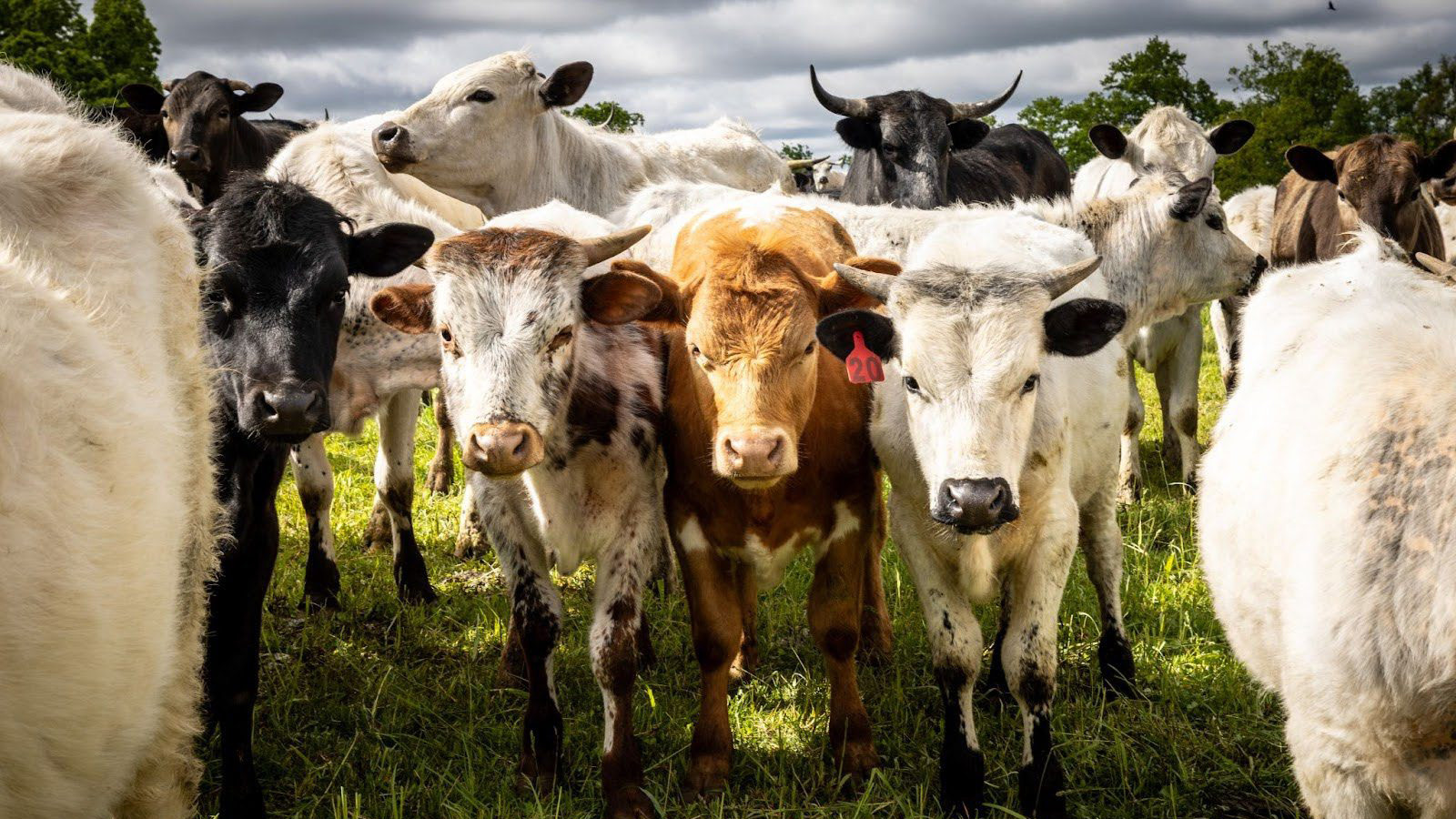 A group of cattle standing together in a field.