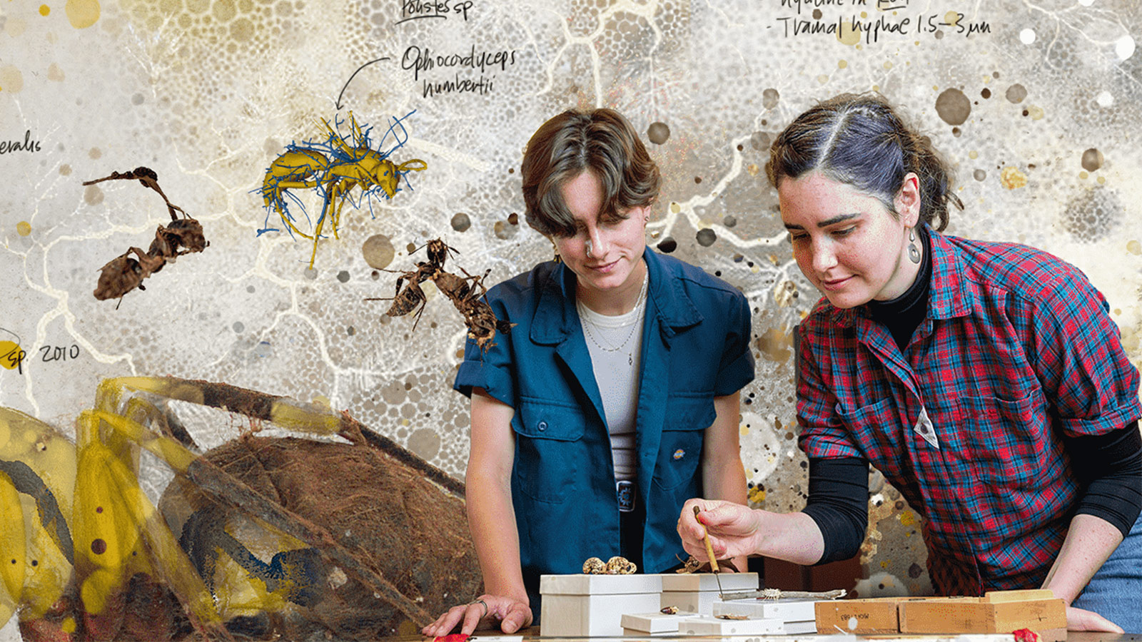 A collage of imagery includes fungal spores, insects infected with the cordyceps fungus, and two people working in a biology museum with specimens of fungi and insects. The latin names for the wasp, moth, and ant specimens are written in stylized text.