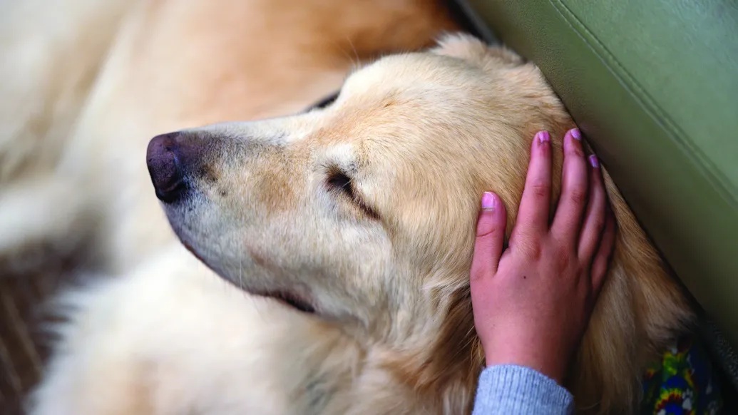 Photo of a child's hand petting a golden retriever. The retriever is reclined with his eyes closed.