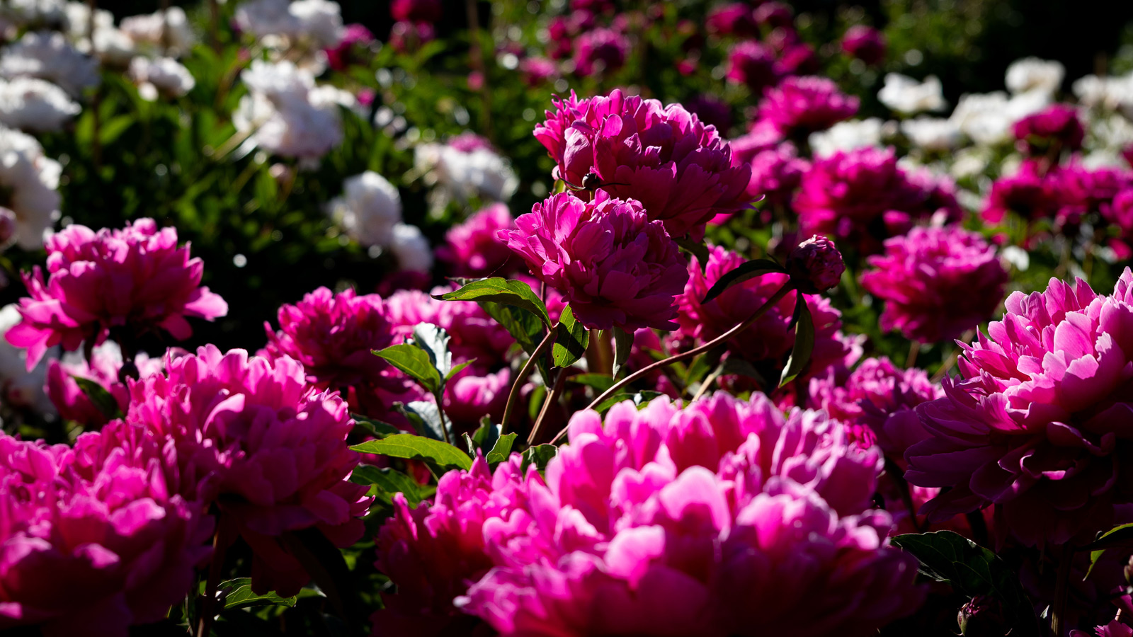 Magenta and pale pink peonies in full bloom.