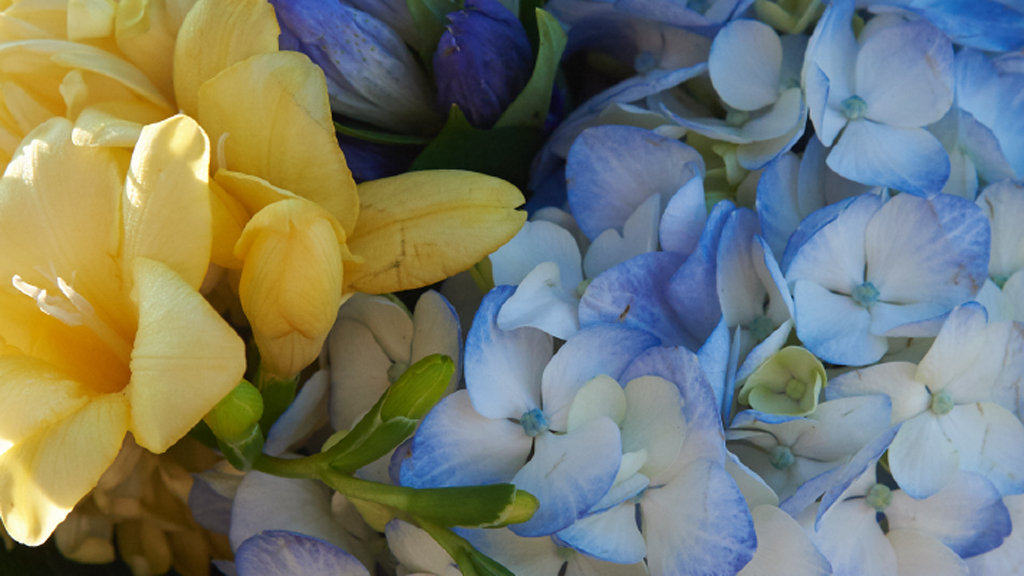 A close up of vibrant maize and blue flowers.