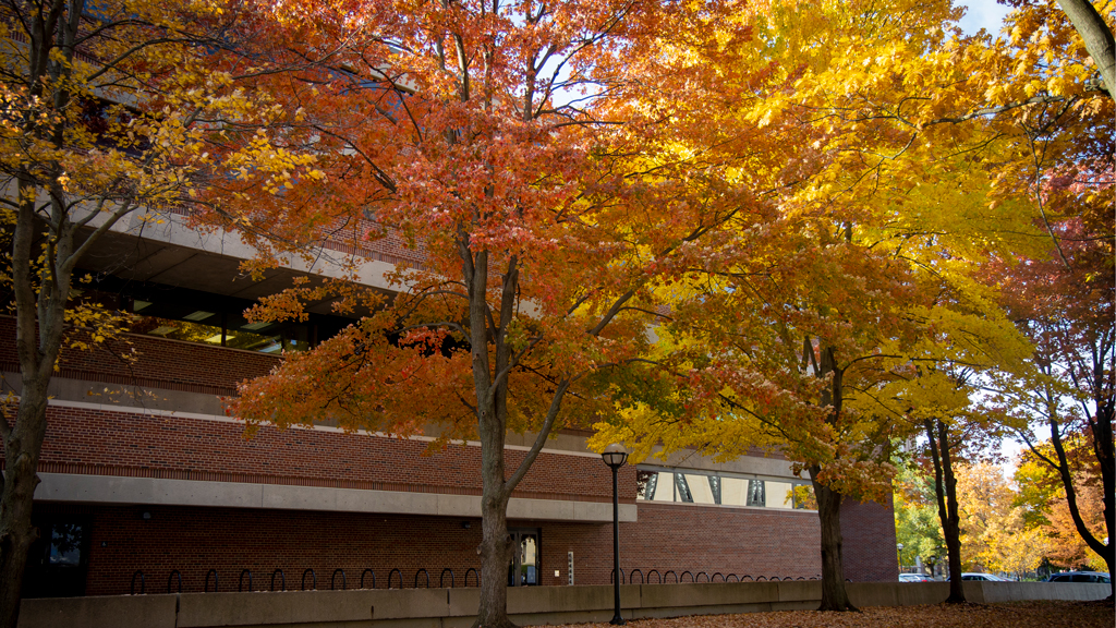 Trees in the fall with orange and yellow leaves.