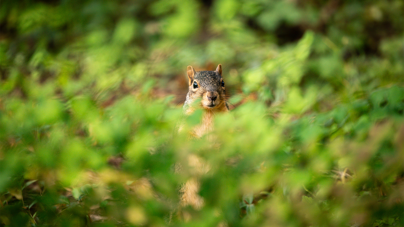 A fox squirrel at the University of Michigan stands upright, its head and ears visible as it looks directly at the camera. It is partially obscured by a thick, soft-focus layer of green leaves in the foreground.