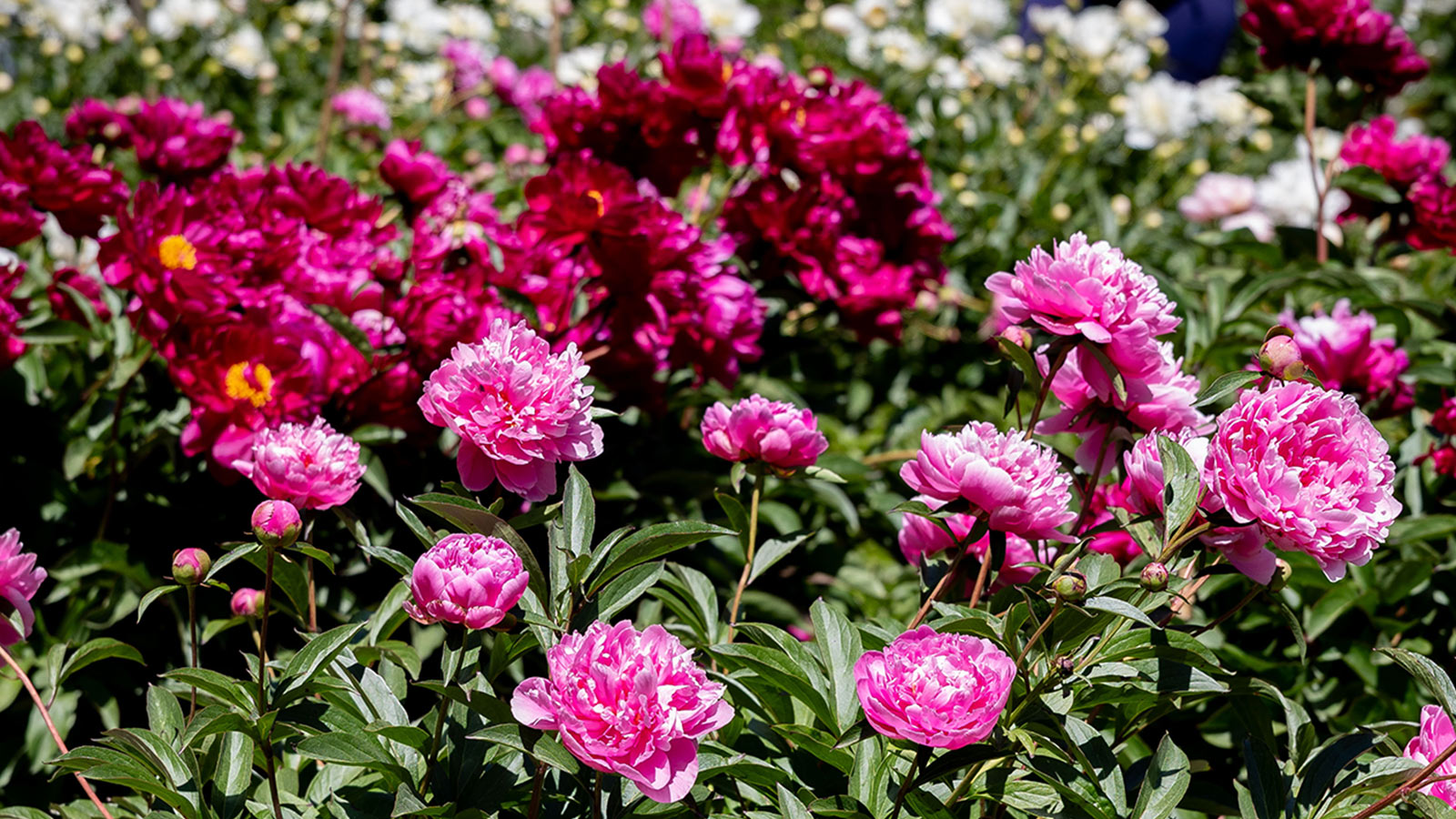 A wide shot of a garden bed filled with lush peonies in full bloom during [2026], featuring vibrant pink blossoms in the foreground and deep crimson varieties in the background.