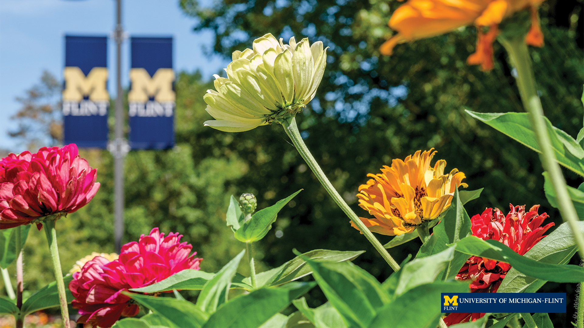 Flowers in bloom at U-M Flint.