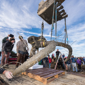 A group observes the recovery of a large muddy mammoth tusk by heavy machinery.