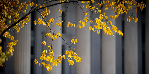 Golden autumn leaves hang in front of the columns of Angell Hall.