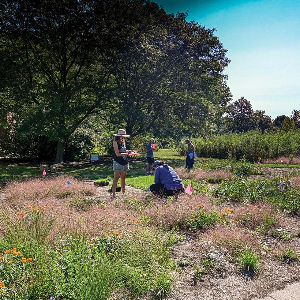 Four people are standing outside on a sunny day surrounded by trees, wildflowers, and other vegetation. Some of them are looking at the ground. Some of them are looking at or holding clipboards.