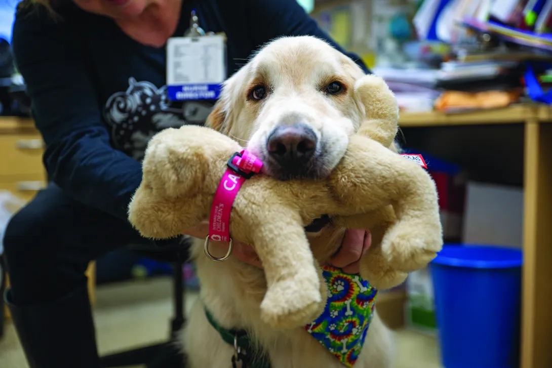 A golden retriever holds a small stuffed golden retriever toy in its mouth.