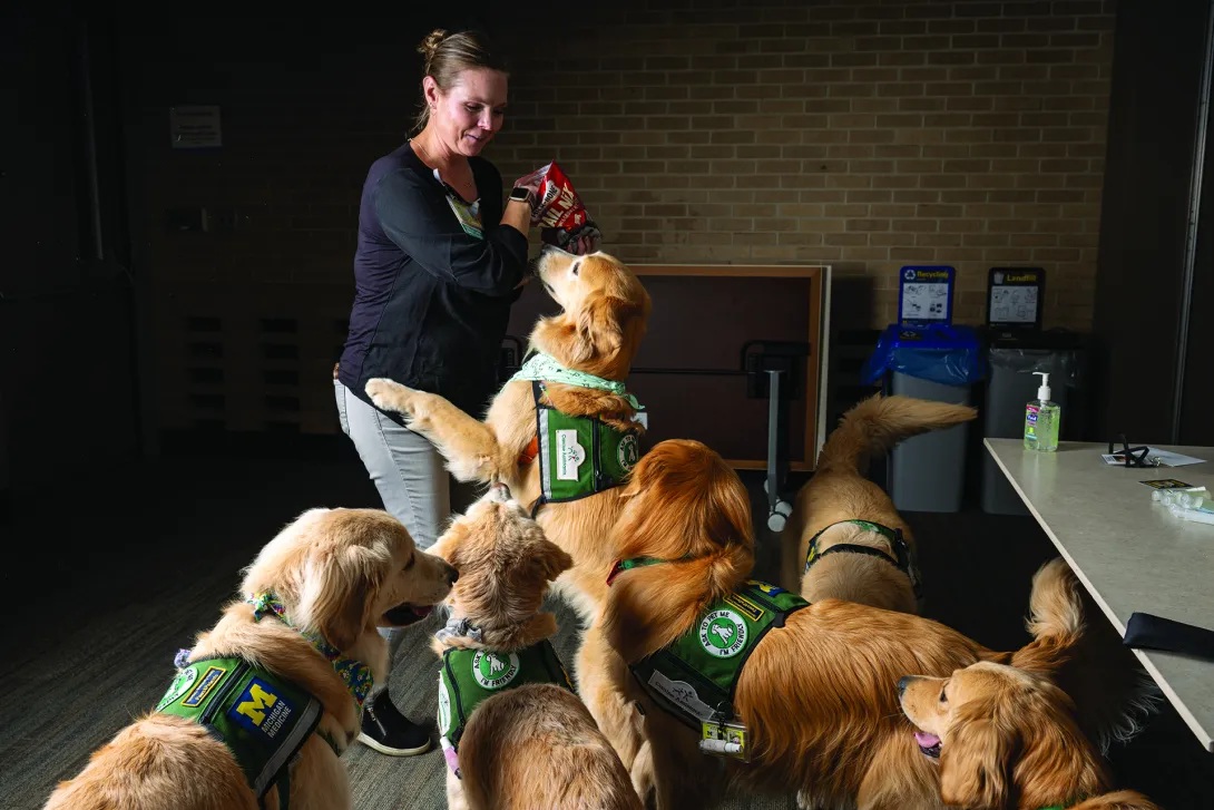 A dog handler at the hospital feeds treats to a clamoring crew of golden retrievers. The dogs are all wearing vests that indicate their status as hospital workers.