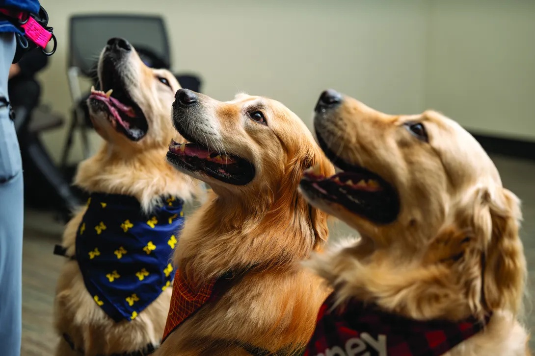 Three golden retrievers look up to a dog handler who is out of the frame. They are happy and expectant, waiting for a treat.