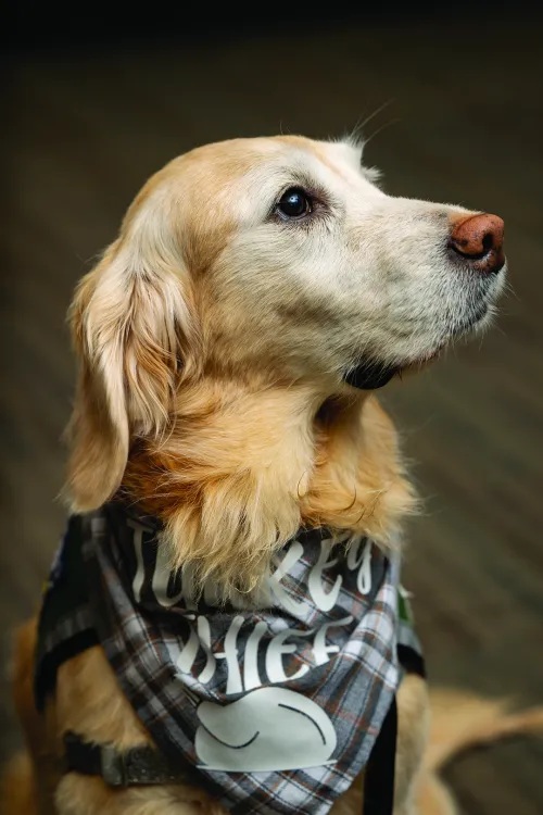 Golden retriever Anna has been helping patients at the hospital for 10 years. Here, she's pictured sitting tall and wearing a bandana.
