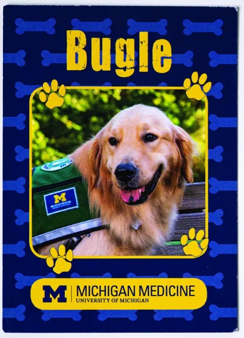 Golden retriever Bugle's trading card. It shows a photo of Bugle and has his name at the top and the Michigan Medicine logo at the bottom. It's decorated with graphics of dog bones and paw prints.