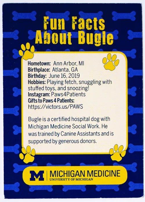 The back of a trading card for hospital dog Bugle, a golden retriever. The card has information such as Bugle's hometown (Ann Arbor, Michigan) and his hobbies, such as playing fetch, snuggling with stuffed toys, and snoozing.