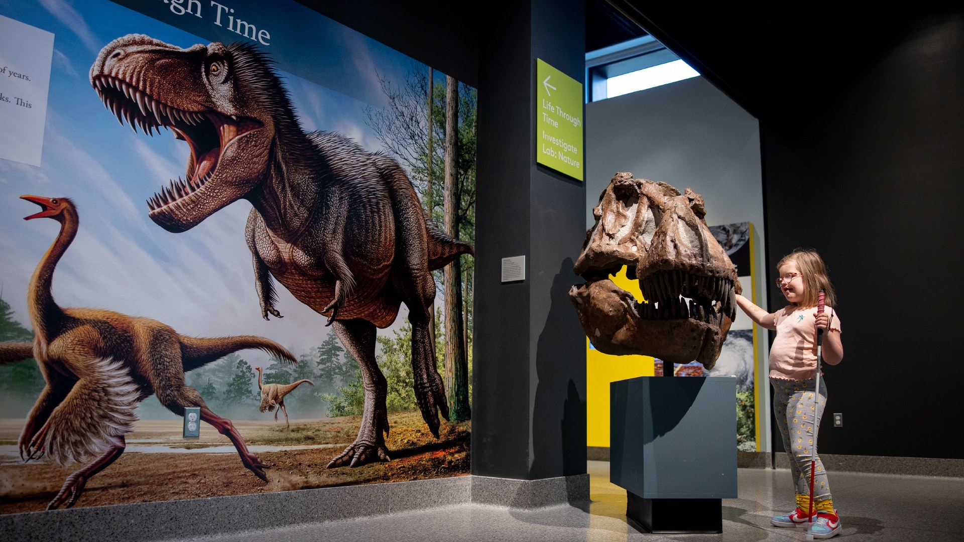 A child with a cane and glasses touches a T. Rex skull at the University of Michigan Museum of Natural History.