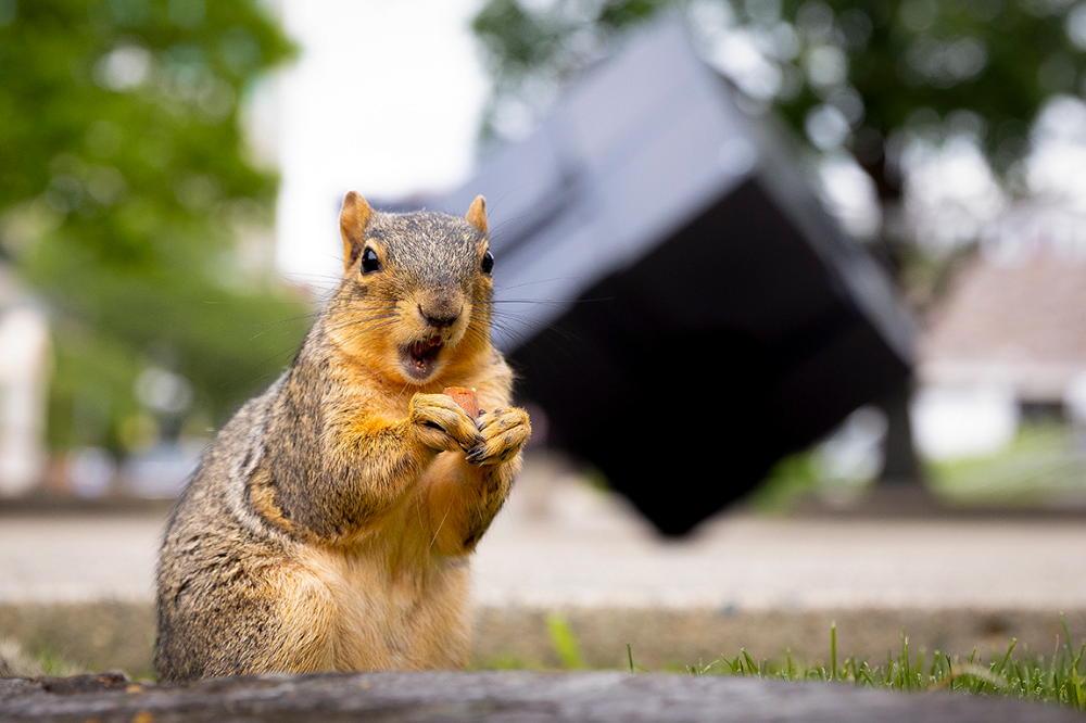 A squirrel in focus looking into the camera while eating a nut. The Cube is out of focus in the background.