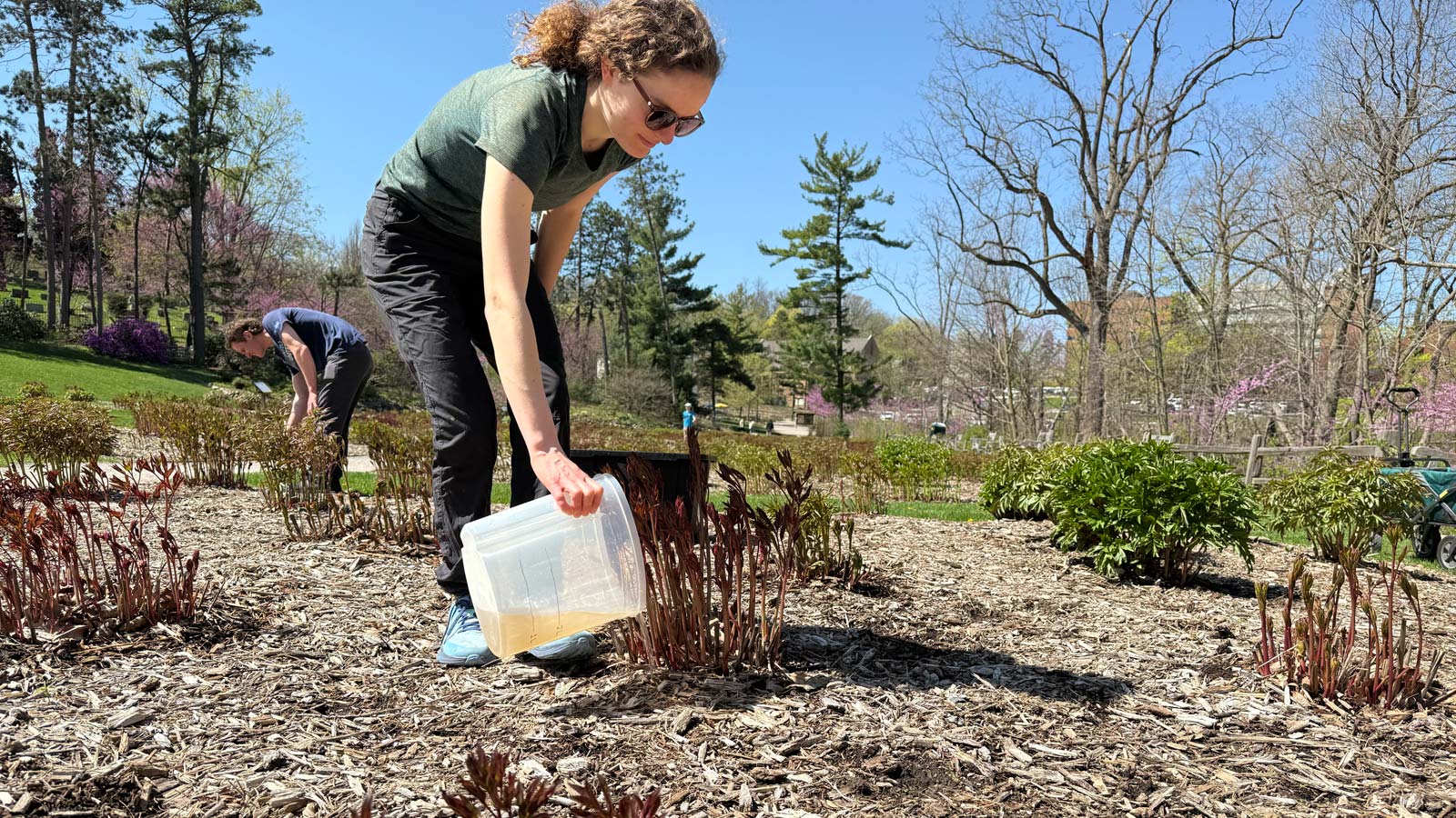 A woman using a plastic container to pour urine-derived fertilizer on turf.&nbsp;