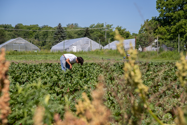 A student worker tending to a patch of Swiss chard.