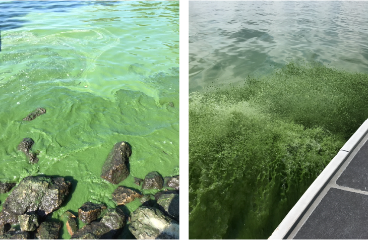 Two photos of blue-green algae formations in Lake Erie.