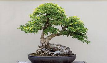 Bonsai from the Matthaei Botanical Gardens.