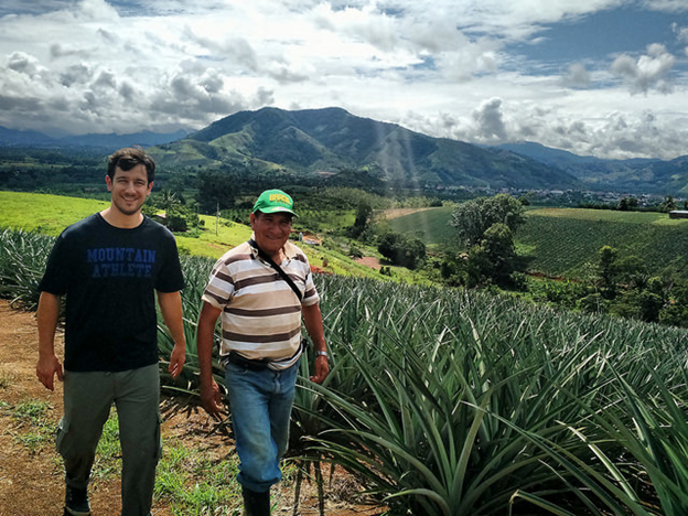 SEAS student working in a Shared-X pineapple field in Peru.