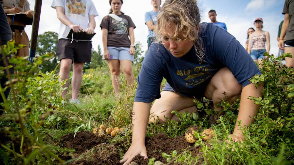 Woman digging potatoes out of the dirt with other students standing behind her.