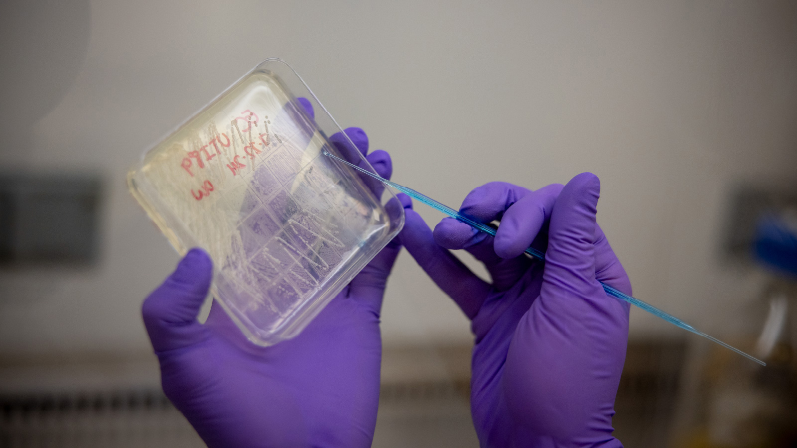 A pair of hands in purple medical exam gloves, holding a Petri dish and a blue lab instrument.