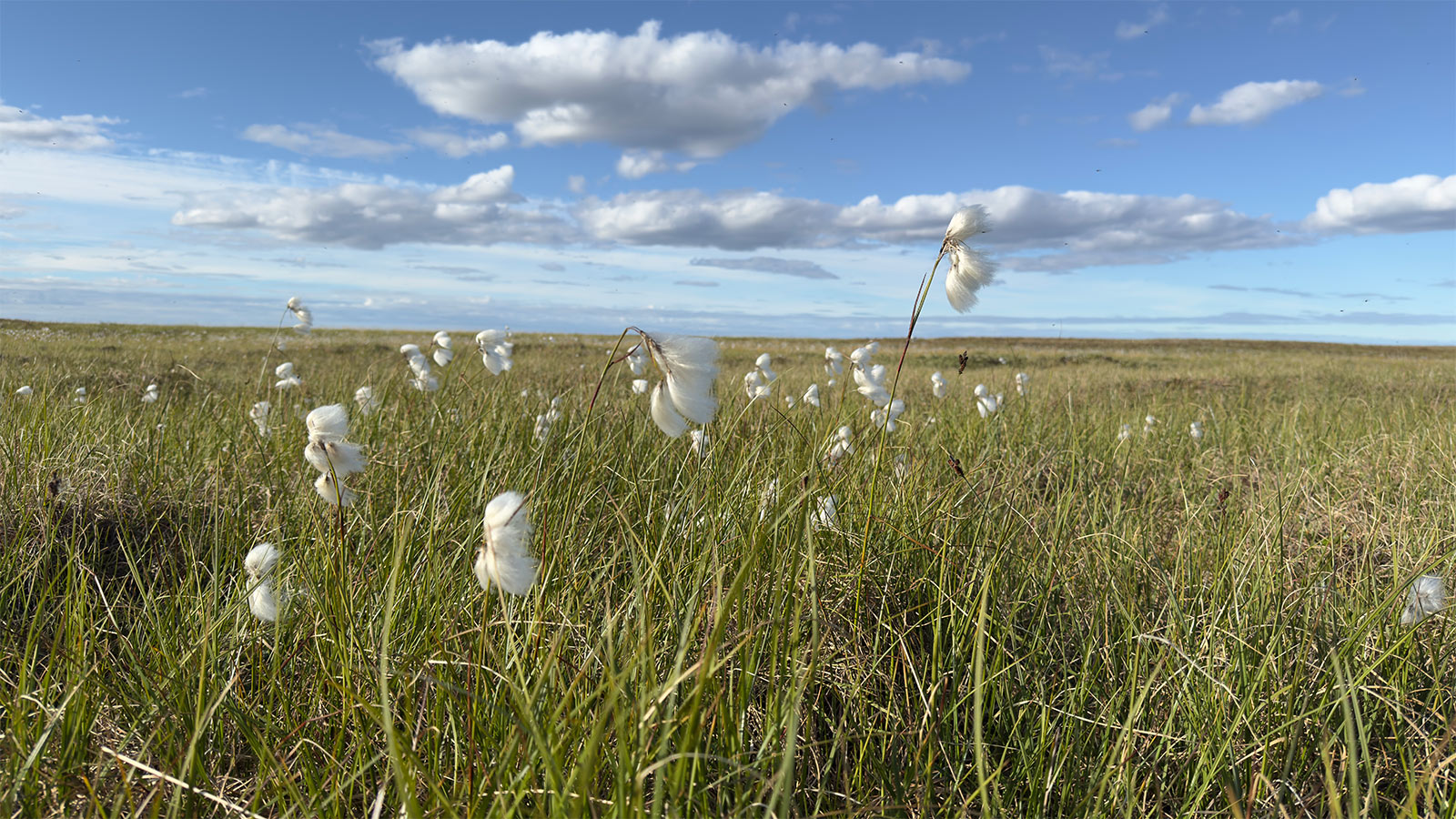 Plants with white, fluffy seed heads surrounded by high grass.