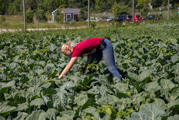 Student Ivy Muench weeding a garden of greens.