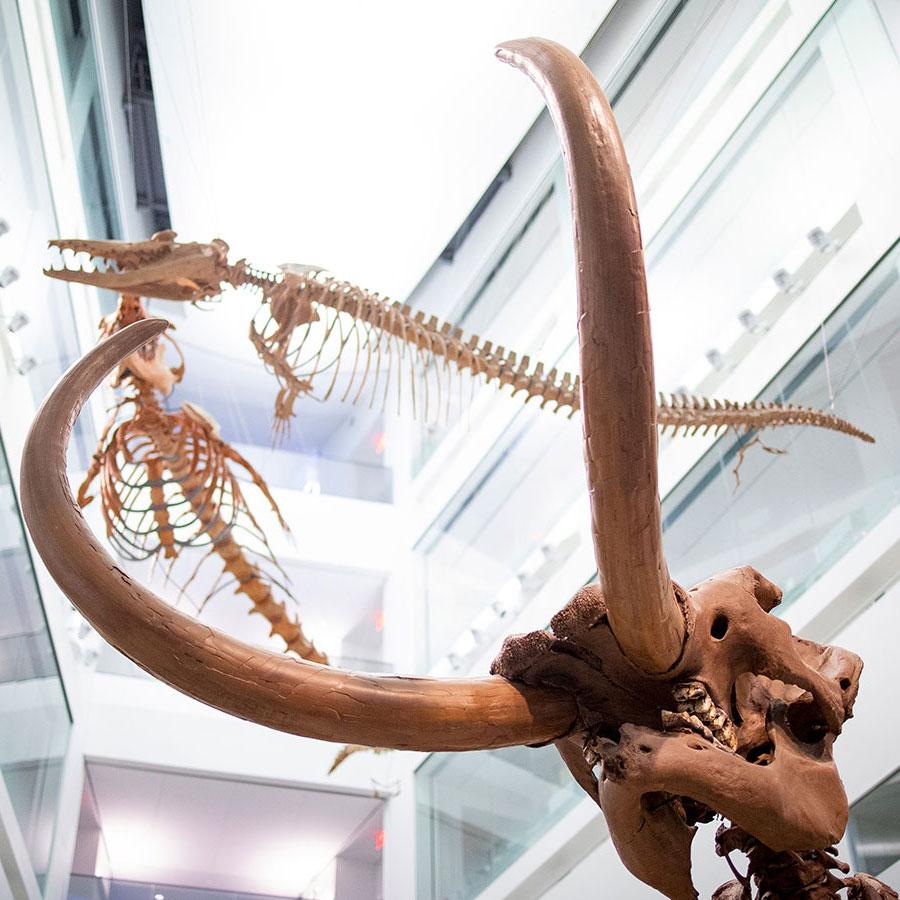 An upward view of the atrium with the mastodon skeleton.