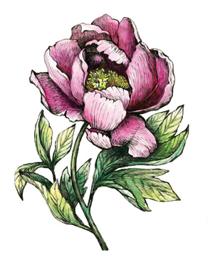 Illustration of a pink peony.