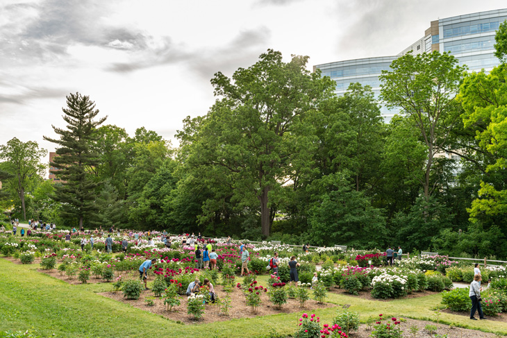 Visitors at the Peony Garden.