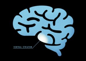 An illustration showing where the ventral striatum is located in the brain.