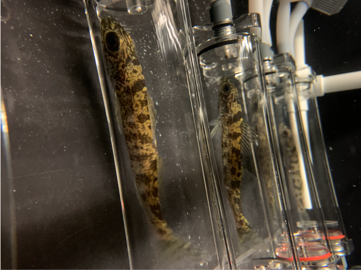 A photograph of young fish kept in respirometry chambers in a laboratory.