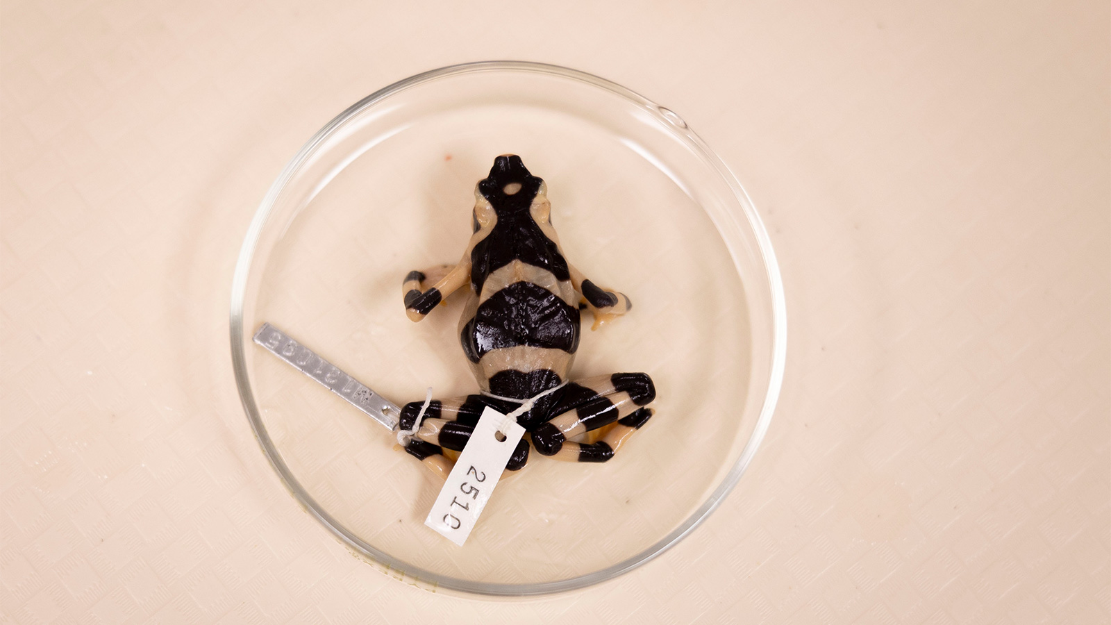 A black and beige banded frog specimen is positioned on its back in a round glass dish, labeled with a metal and paper tag.