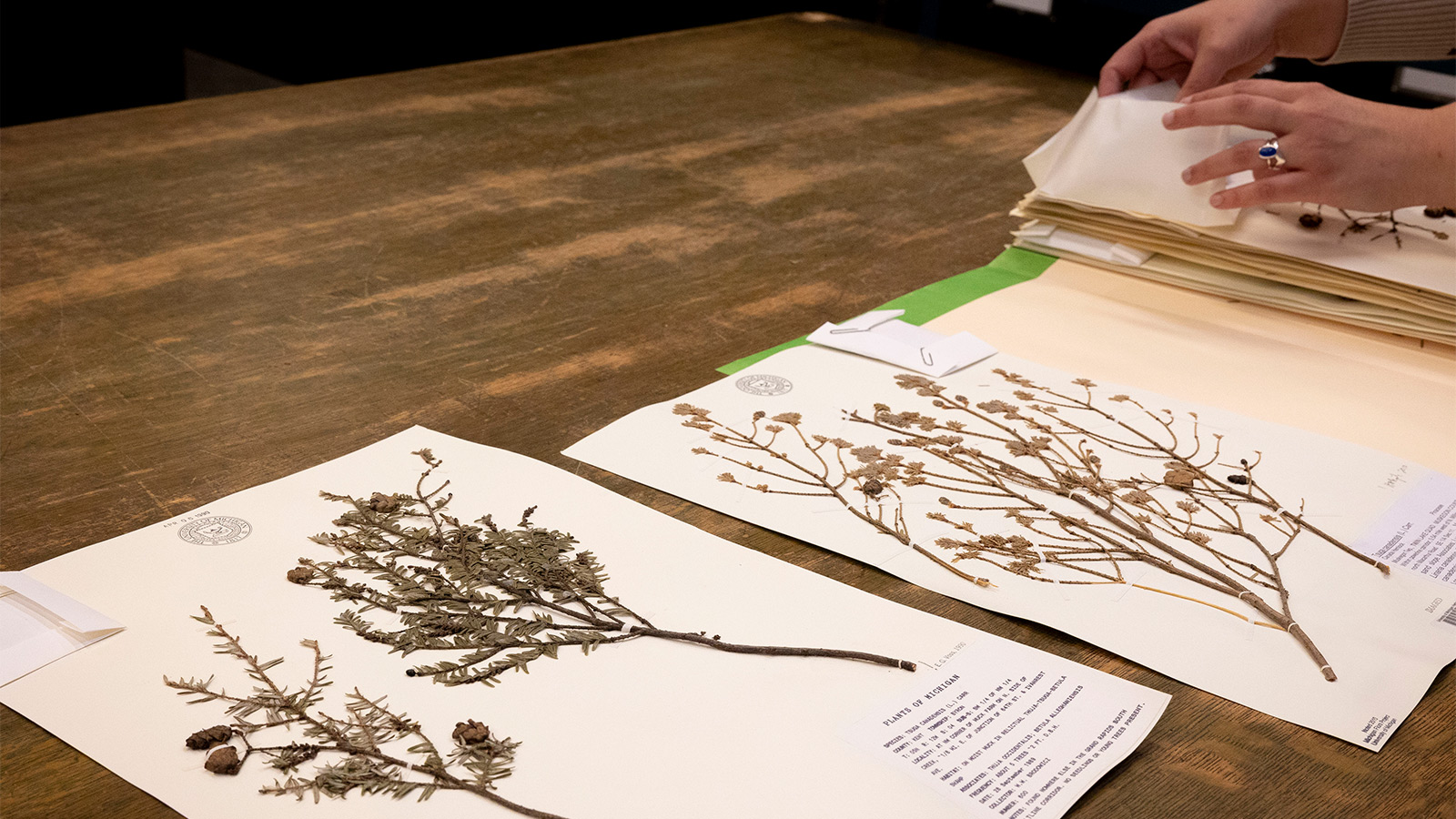 Pressed plant specimens mounted on paper are displayed on a wooden table.