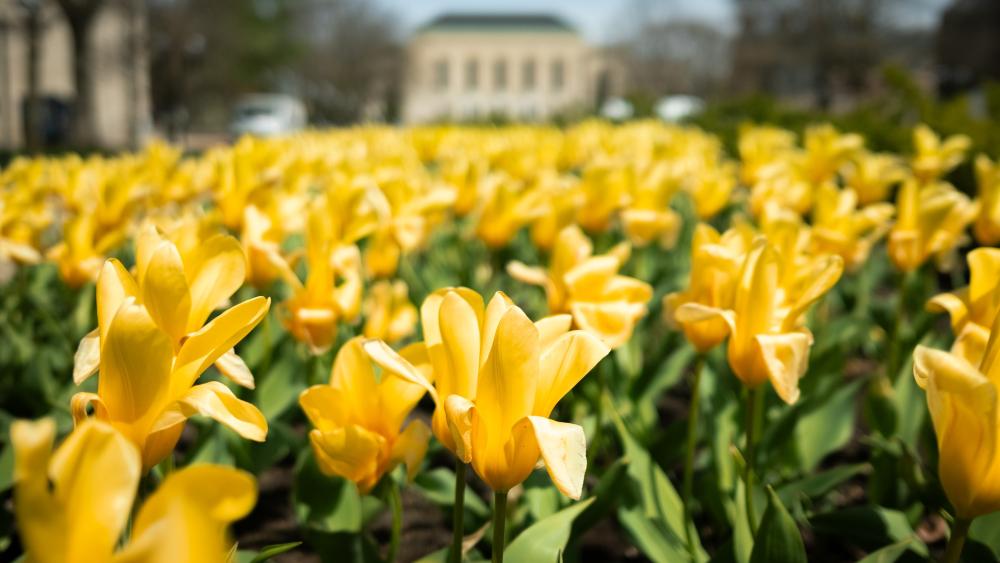  yellow flowers in front of Rackham building 