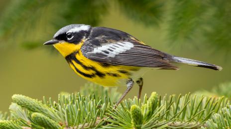 Magnolia Warbler