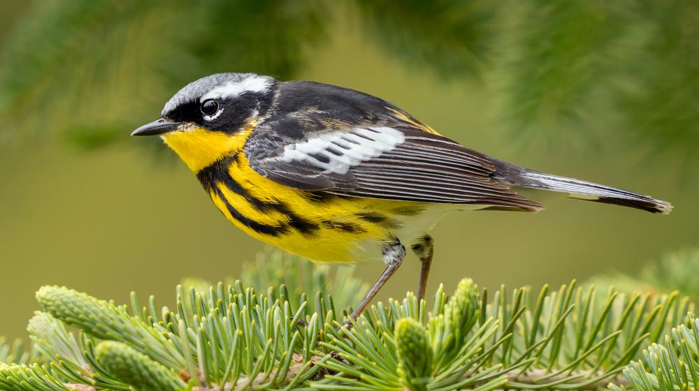 Magnolia Warbler