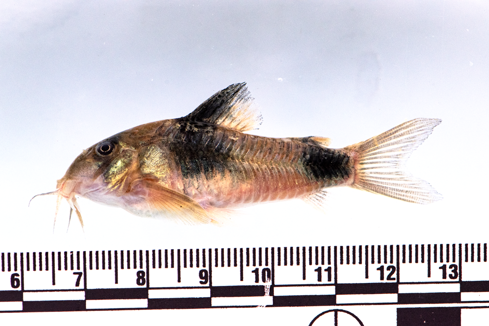 Corydoras weitzman 