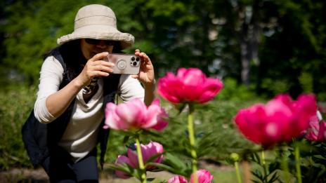 A lady photographing peonies