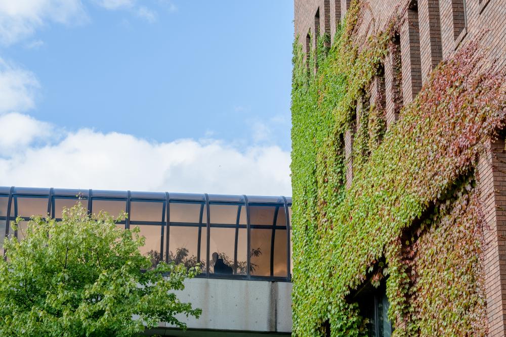 Skywalk with ivy on the building