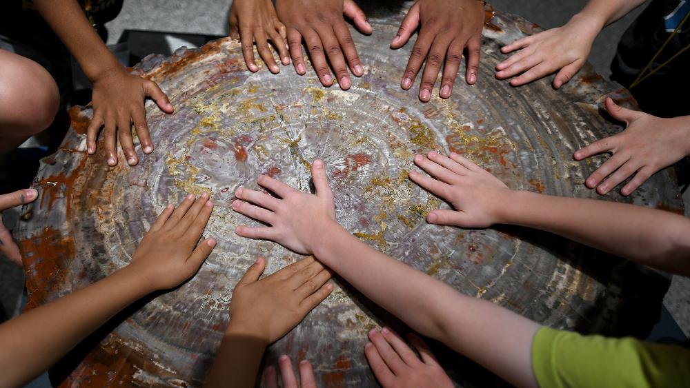 Hands of diverse group of children touching petrified tree trunk