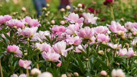 A closeup image of peonies.