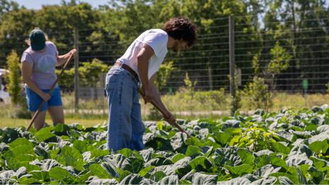 Two students tilling soil in a patch of greens.