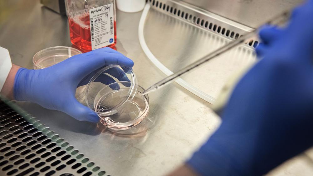 Upclose of gloved hands transferring liquid into a petri dish