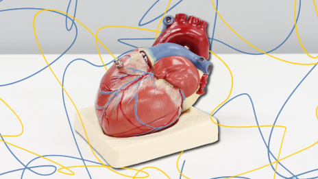 A heart for research